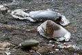 Winter valley of frozen mountain river stream covered with ice and snow at colorful sunset light dawn on the background rock Royalty Free Stock Photo