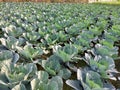 Winter vegetables Cabbage is green in the ground in rows Royalty Free Stock Photo