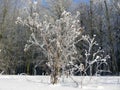 Winter vegetation, bushes and trees covered with hoarfrost and snow, ice feather Royalty Free Stock Photo