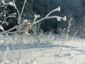 Winter vegetation, bushes and trees covered with hoarfrost and snow, ice