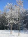 Winter vegetation, shrubs and trees covered with hoarfrost and snow, ice feather Royalty Free Stock Photo