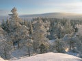 Winter. Snow-covered trees. Around is white sparkling snow. A beautiful sky illuminated by the northern sun.