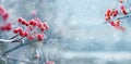 Winter view with bunches of red rowan on the sides on a background of snowfall, panorama, copy space Royalty Free Stock Photo