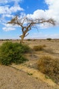 Desert landscape, dry acacia tree, northern Arava Royalty Free Stock Photo