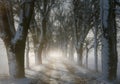 Winter view of a foggy dirt road among snow-covered trees