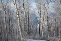 Winter view of forest on the coast of lake Baikal Royalty Free Stock Photo