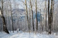 Winter view of forest on the coast of lake Baikal Royalty Free Stock Photo
