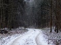Winter view in the forest Royalty Free Stock Photo