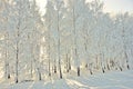 Winter view with frost birches Royalty Free Stock Photo