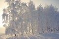 Winter view with frost birches Royalty Free Stock Photo