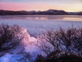 Winter view of ice on bushes near a snow-covered lake. Polar sunset landscape with ice