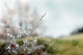 Winter view with ice-covered tree branch in a meadow during snowfall Royalty Free Stock Photo