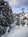 Winter view from a lodge in the mountains with evergreen trees covered in snow and cloudy skies, in Ranca, Romania Royalty Free Stock Photo