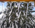 Winter view from a lodge in the mountains with evergreen trees covered in snow and icycles forming from the wooden rood, in Ranca