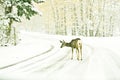 Winter view of a mule deer crossing the road surrounded by high trees covered in snow