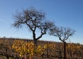 Winter view of oak trees in Central California vineyard in California USA Royalty Free Stock Photo