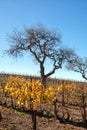 Winter view of oak trees in Central California vineyard in California USA Royalty Free Stock Photo