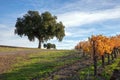 Winter view of oak trees in Central California vineyard in California USA Royalty Free Stock Photo