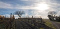 Winter view of oak trees in Central California vineyard in California USA Royalty Free Stock Photo