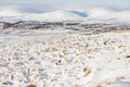 Winter view over felled forest and Corgarff in Scotland.