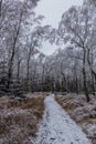 Winter view of a path through a birch forest in the Czech Republ Royalty Free Stock Photo