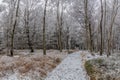 Winter view of a path through a birch forest in the Czech Republ Royalty Free Stock Photo