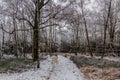 Winter view of a path through a birch forest in the Czech Republ Royalty Free Stock Photo