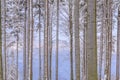 Winter view through a snowy forest to peaks of the Silesian Beskids, Poland