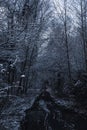 Road in the woods in the winter