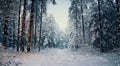 winter view with trees and snow, winter scene in winter, snowly road, snow in outdoor Royalty Free Stock Photo