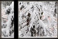 Winter view from the window in Finland, fir branches covered with a snow Royalty Free Stock Photo