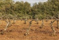 Winter vines with no leaves or grapes pruned in double guyot style