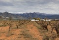 Winter vines in the Sierra Nevada Mountains of Spain