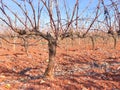 Winter vines vineyard Extremadura