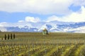 Winter Vineyard Royalty Free Stock Photo