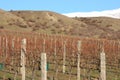 Winter Vineyard