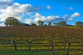 Winter vineyard Royalty Free Stock Photo