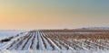 Winter vineyard Royalty Free Stock Photo