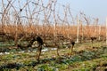 Winter Vineyard Royalty Free Stock Photo