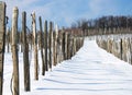 Winter vineyard Royalty Free Stock Photo