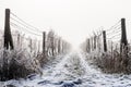 Winter vineyard
