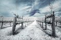 Winter Vineyard in Infrared Royalty Free Stock Photo