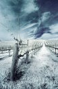 Winter Vineyard in Infrared Royalty Free Stock Photo