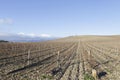 Winter vineyard in La Rioja, Spain. Royalty Free Stock Photo