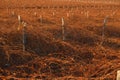 Winter vineyard with reddish brunches at sunset Royalty Free Stock Photo