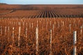 Winter vineyard with reddish brunches at sunset Royalty Free Stock Photo