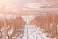 Winter vineyard sunset