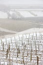 Winter vineyards