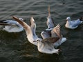 Winter visiter seagulls on Ganges River at Benaras