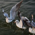 Winter visiter seagulls on Ganges River at Benaras